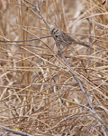 Song Sparrow